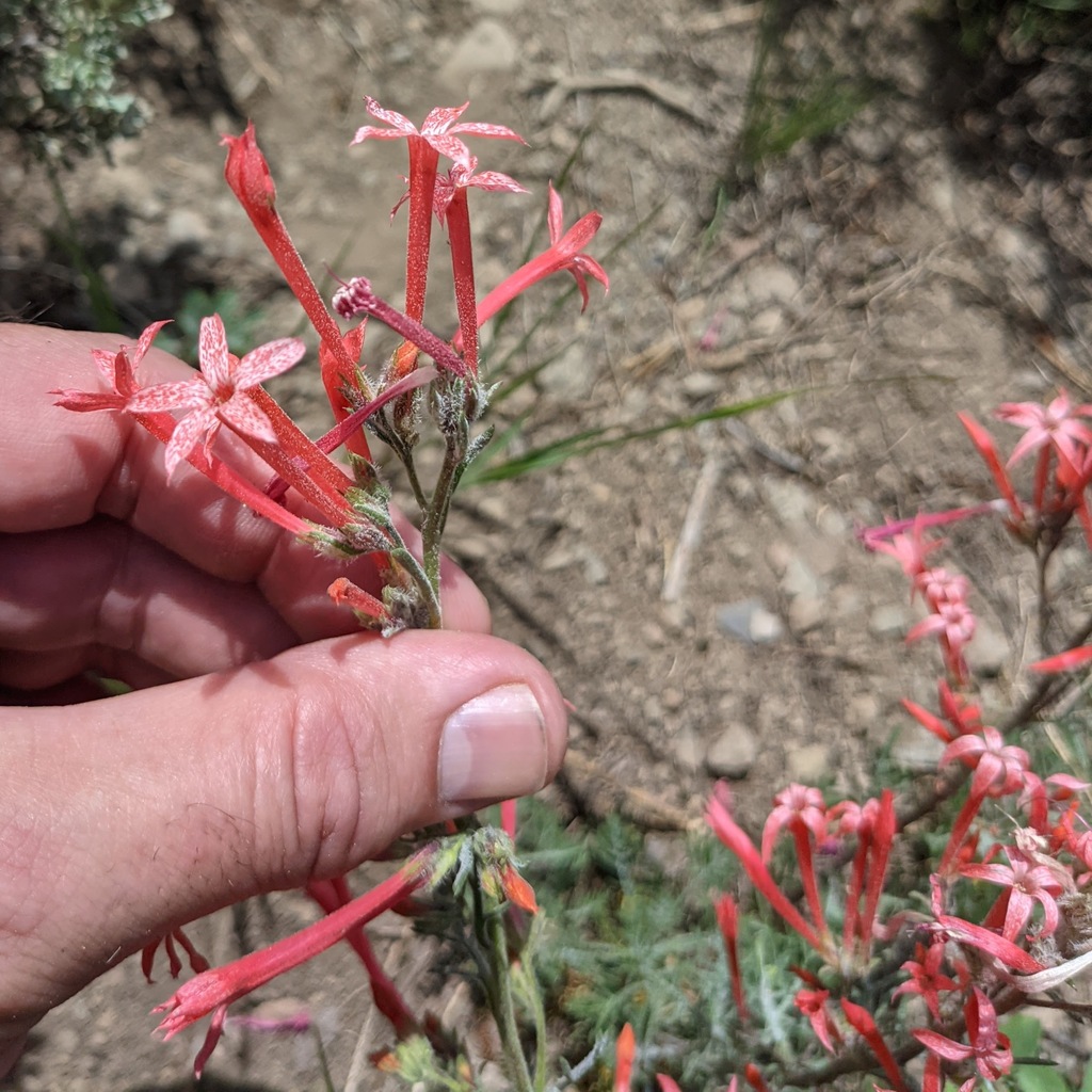 Scarlet gilia (Ipomopsis aggregata)