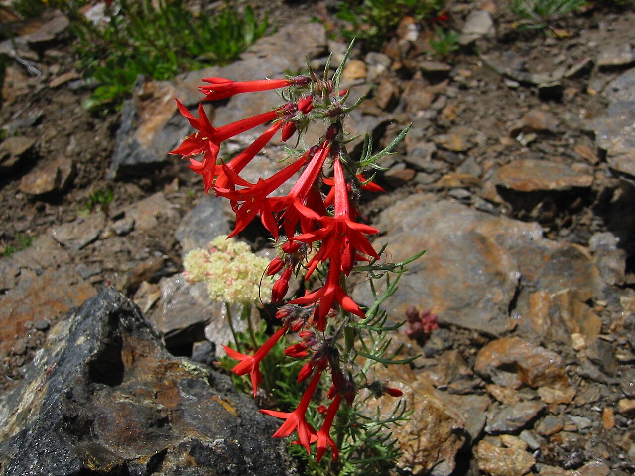Scarlet gilia: Scarlet Gilia, Skyrocket