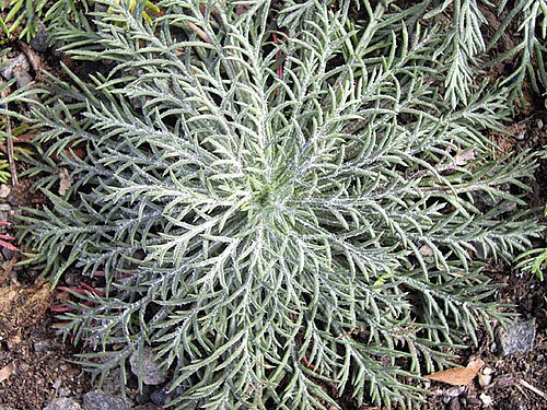 Scarlet gilia: Ipomopsis aggregata