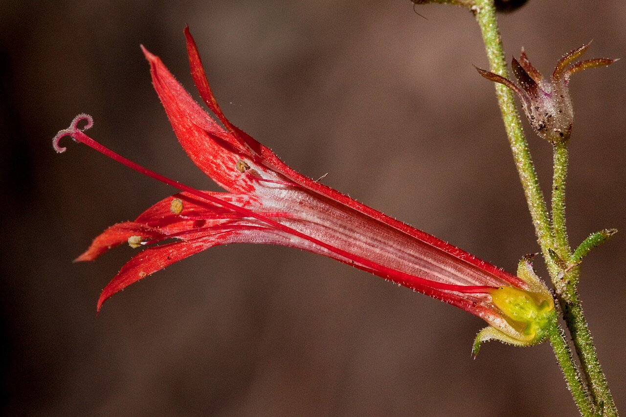 Scarlet gilia: Ipomopsis aggregata in Lower Gallinas Campground, west side of the Black Range near NM Hwy. 152, 32.887 -107.843, Grant County, New Mexico, 15 Oct 2013.