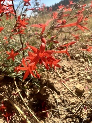 Arizona ipomopsis (Ipomopsis arizonica)