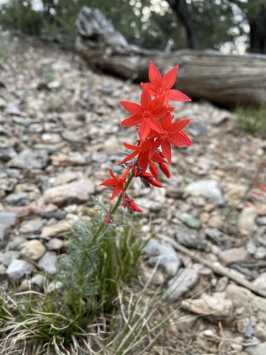 Arizona ipomopsis (Ipomopsis arizonica)