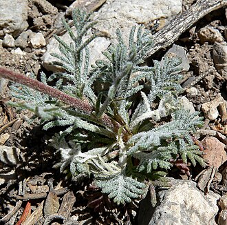 Arizona ipomopsis: Ipomopsis arizonica in off State Road 158 near Desert View, Spring Mountains , southern Nevada