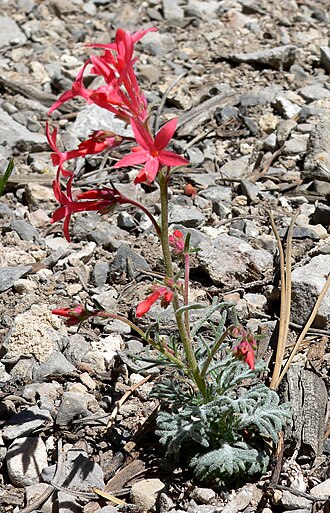 Arizona ipomopsis: Ipomopsis arizonica in off State Road 158 near Desert View, Spring Mountains , southern Nevada