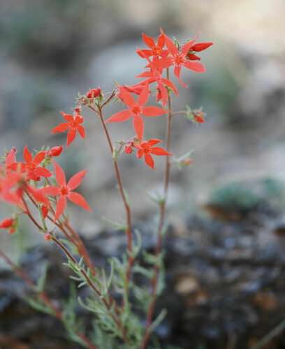 Arizona ipomopsis (Ipomopsis arizonica)