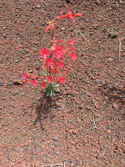 Arizona ipomopsis (Ipomopsis arizonica)