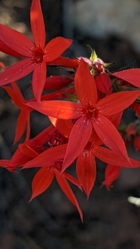 Arizona ipomopsis (Ipomopsis arizonica)