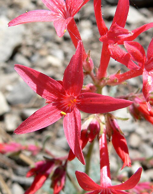 Arizona ipomopsis: Ipomopsis arizonica in off State Road 158 near Desert View, Spring Mountains , southern Nevada
