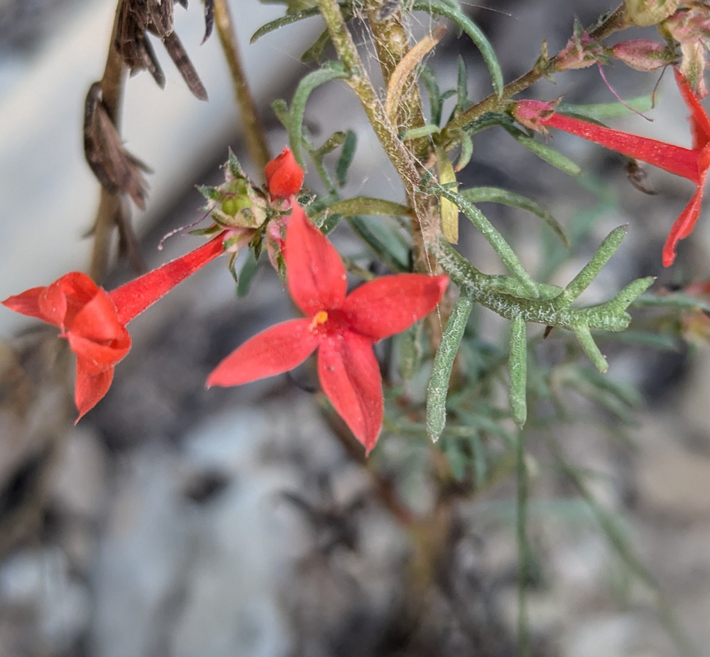 Arizona ipomopsis (Ipomopsis arizonica)