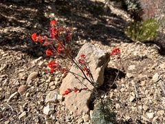 Arizona ipomopsis (Ipomopsis arizonica)