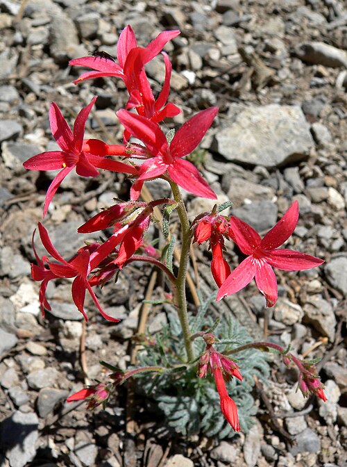 Arizona ipomopsis: Ipomopsis arizonica in off State Road 158 near Desert View, Spring Mountains , southern Nevada