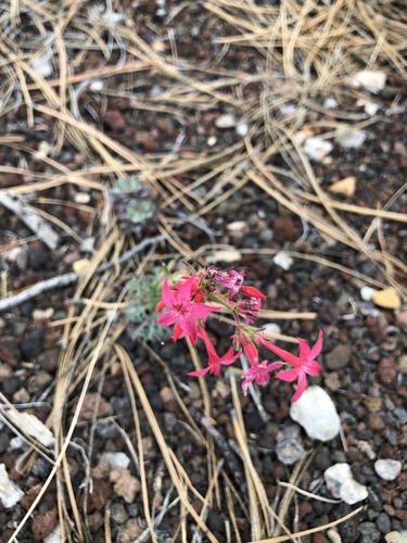Arizona ipomopsis (Ipomopsis arizonica)