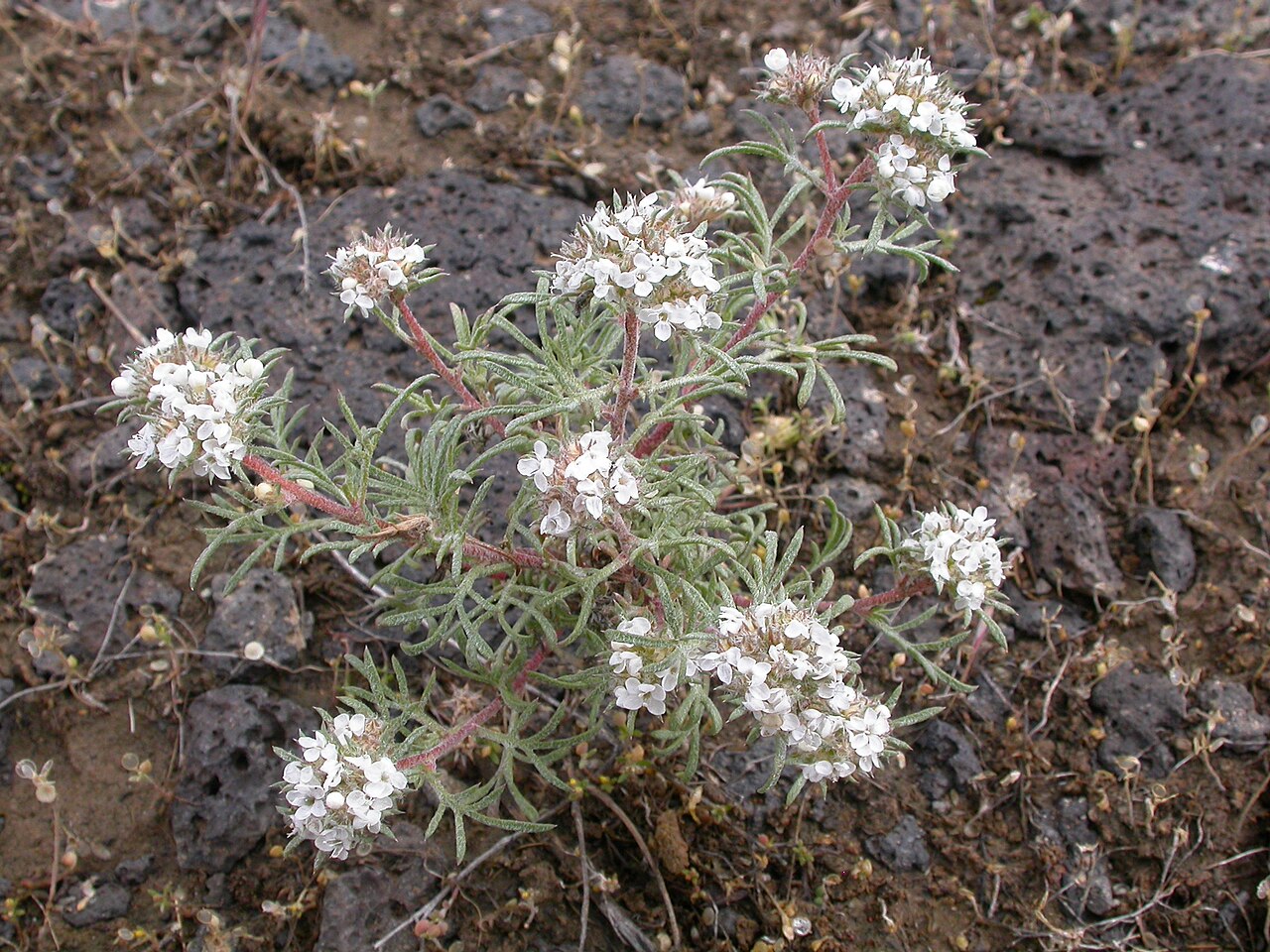 Ballhead ipomopsis: Ipomopsis congesta colonizes disturbed sites that already have abundant cover of "noxious weeds" and other introduced "invaders" including on rocky substrates.