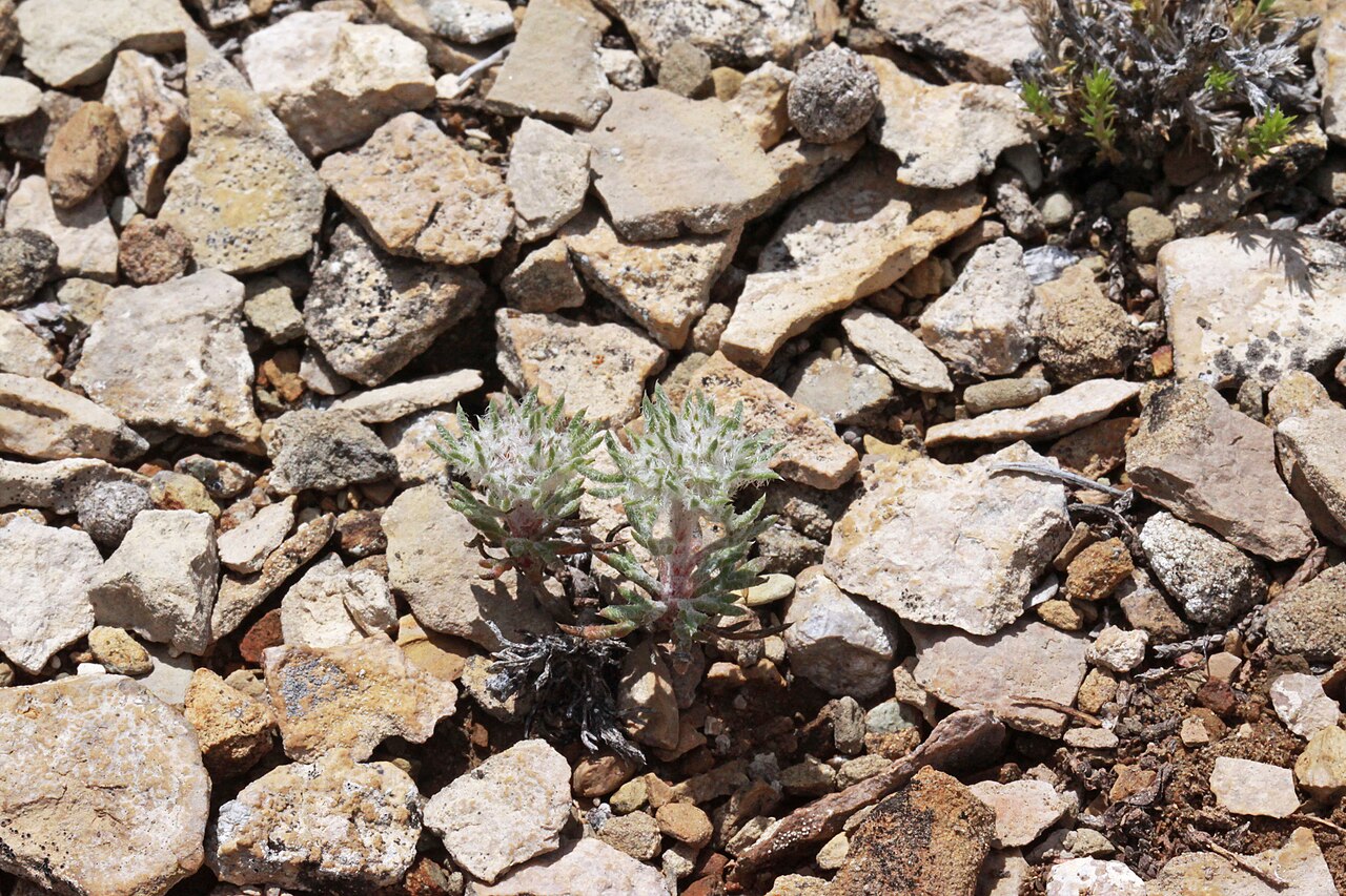 Ballhead ipomopsis: Ball-head skyrocket (Ipomopsis congesta ssp. congesta syn. Gilia congesta), Phlox family (Polemoniaceae). One mile south from Duchesne, along Hwy 191, Utah.