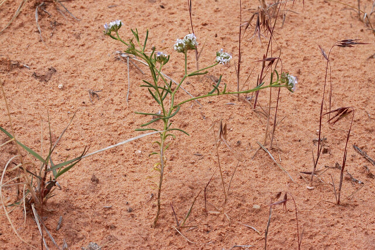Ballhead ipomopsis: Ball-head skyrocket (Ipomopsis congesta ssp. frutescens syn. Gilia congesta ssp. frutescens), Phlox family (Polemoniaceae). Along the main road in the Arches Na