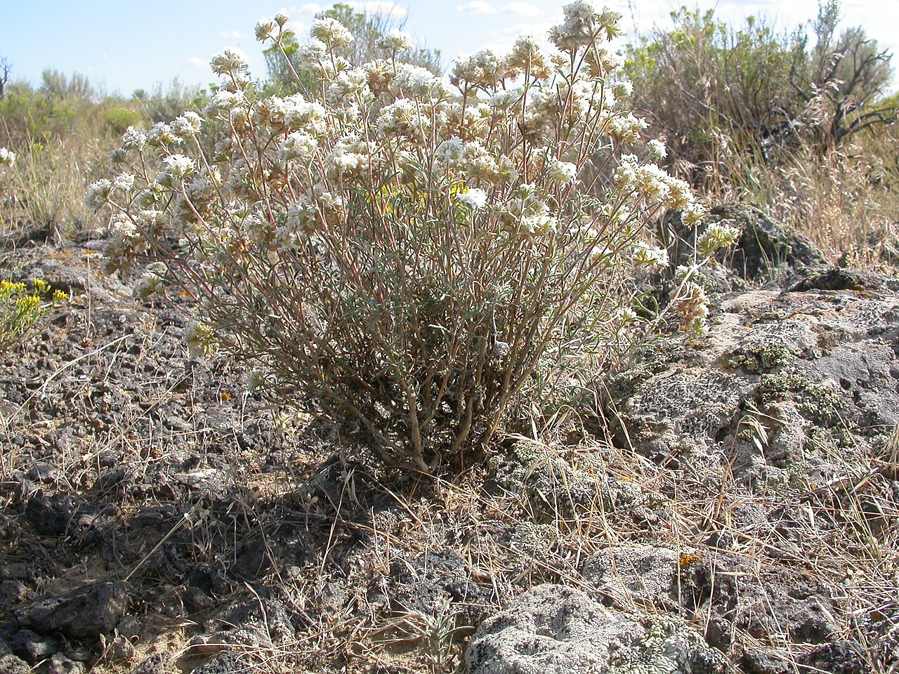 Ballhead ipomopsis: Although leafying out by early summer and flowering abundantly by mid summer, Gilia congesta continues to grow and flower through late summer.