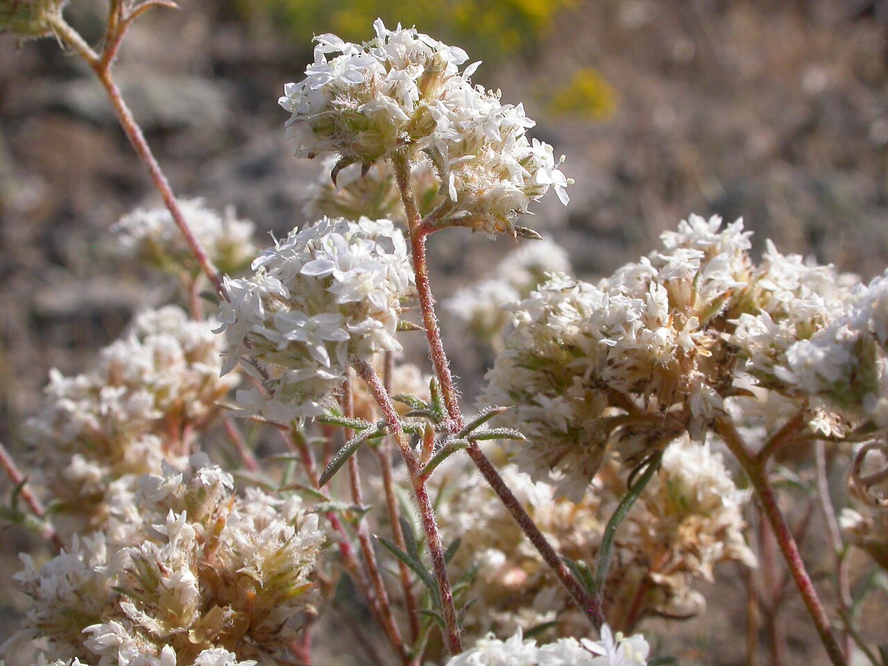 Ballhead ipomopsis: Although leafying out by early summer and flowering abundantly by mid summer, Gilia congesta continues to grow and flower through late summer.