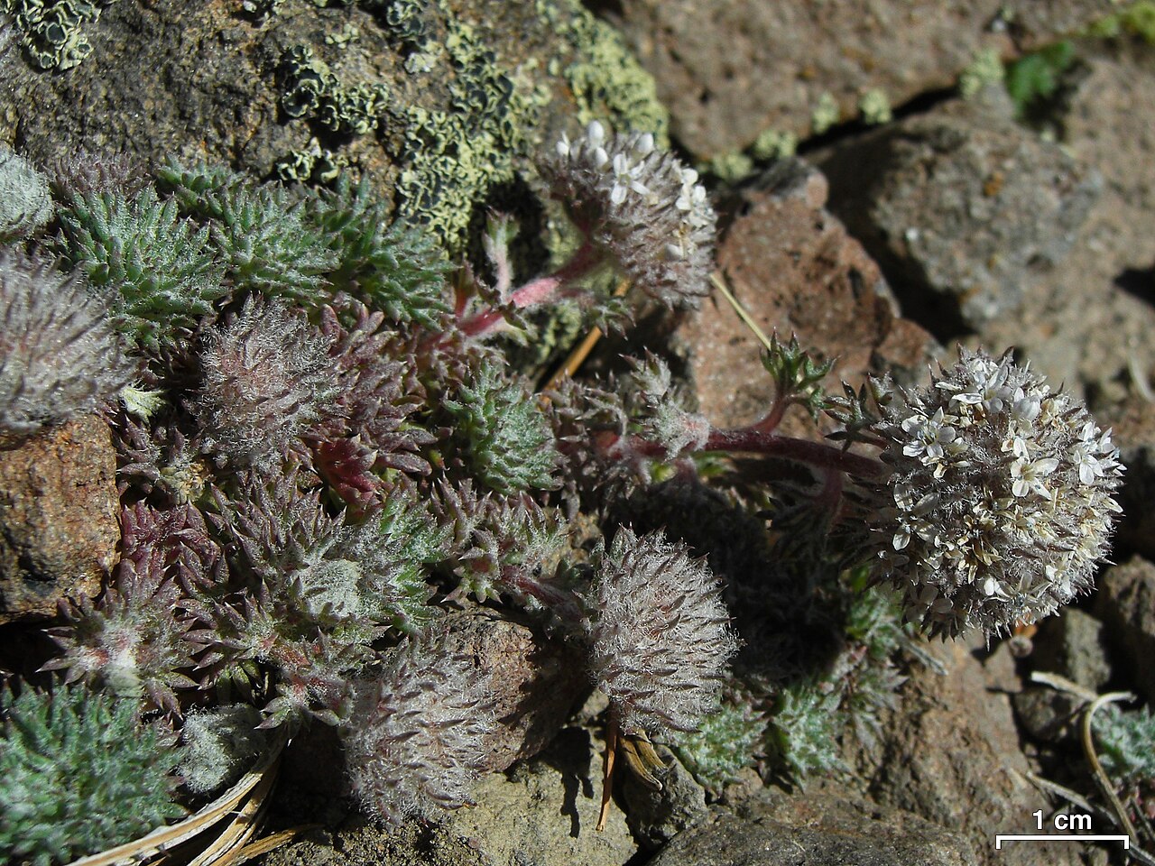 Ballhead ipomopsis: Mount Rose, Nevada, 20140612