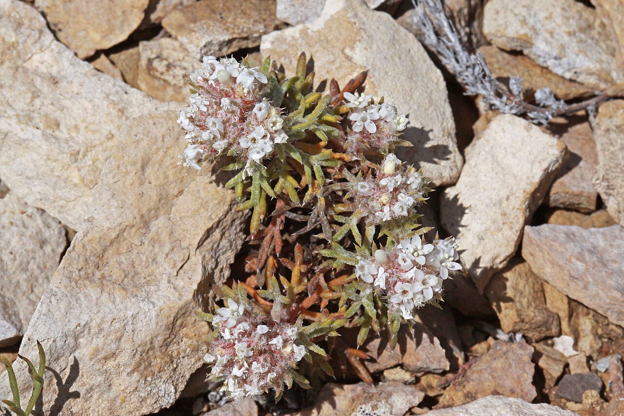 Ballhead ipomopsis: Ball-head skyrocket (Ipomopsis congesta ssp. congesta syn. Gilia congesta), Phlox family (Polemoniaceae). One mile south from Duchesne, along Hwy 191, Utah.