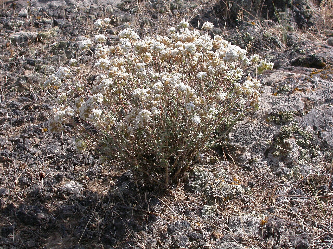 Ballhead ipomopsis: Although leafying out by early summer and flowering abundantly by mid summer, Gilia congesta continues to grow and flower through late summer.