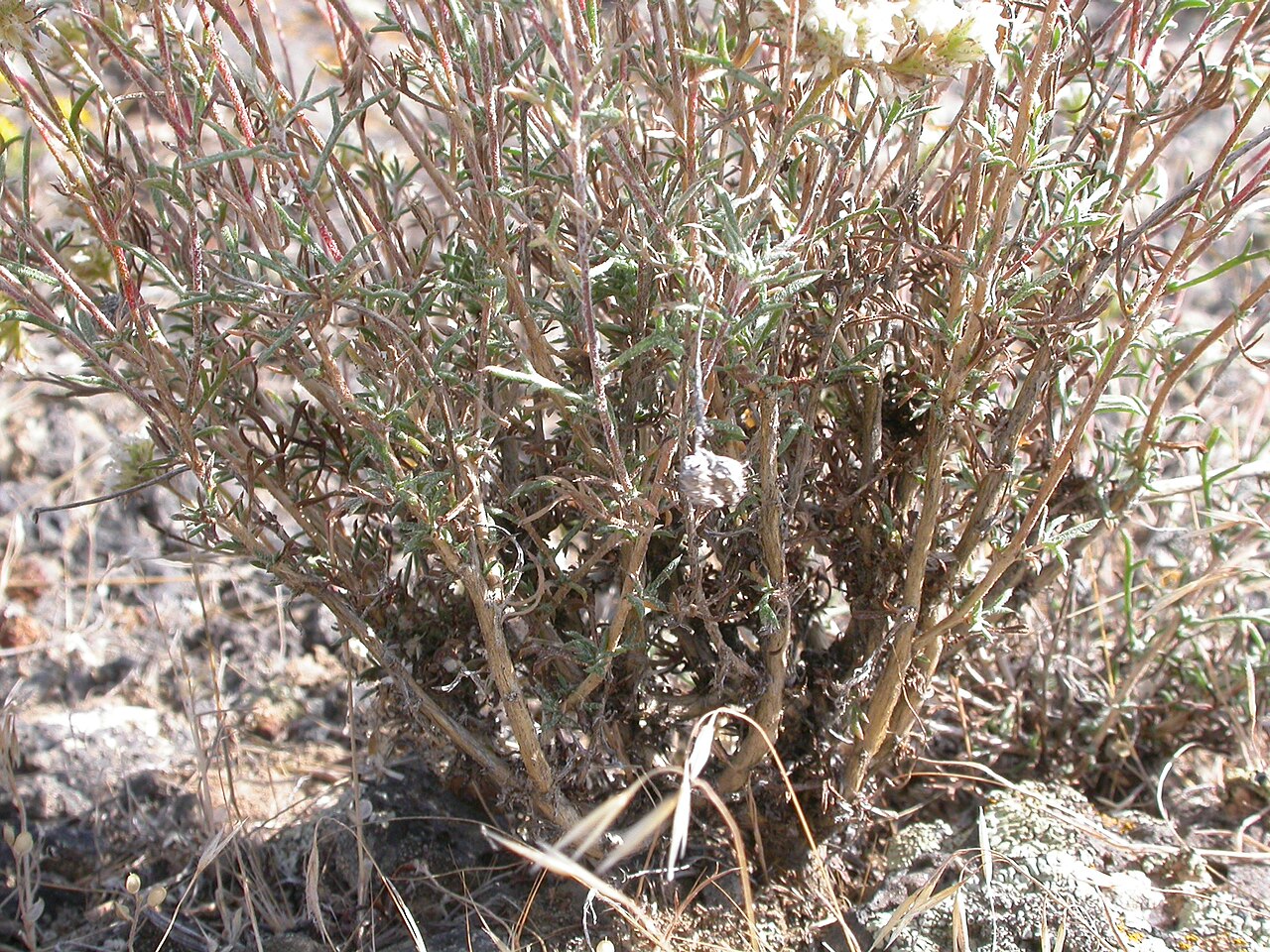 Ballhead ipomopsis: Although leafying out by early summer and flowering abundantly by mid summer, Gilia congesta continues to grow and flower through late summer.