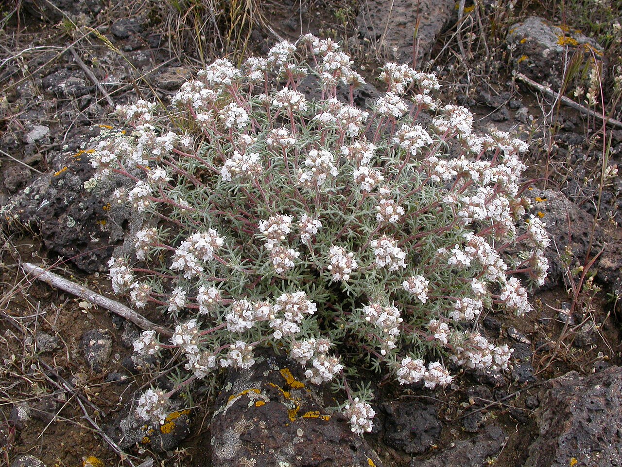 Ballhead ipomopsis: Ipomopsis congesta colonizes disturbed sites that already have abundant cover of "noxious weeds" and other introduced "invaders" including on rocky substrates.