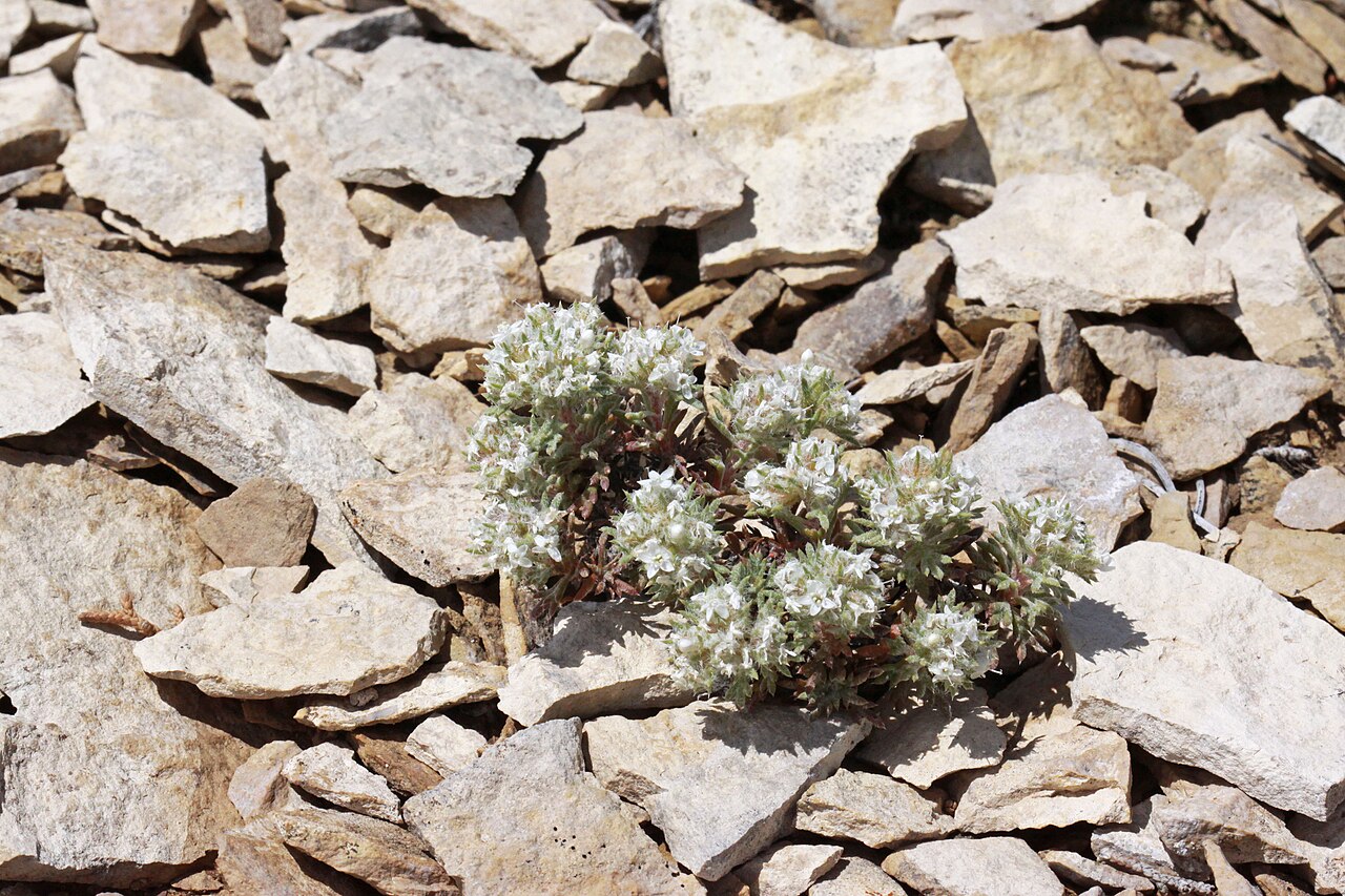 Ballhead ipomopsis: Ball-head skyrocket (Ipomopsis congesta ssp. congesta syn. Gilia congesta), Phlox family (Polemoniaceae). One mile south from Duchesne, along Hwy 191, Utah.