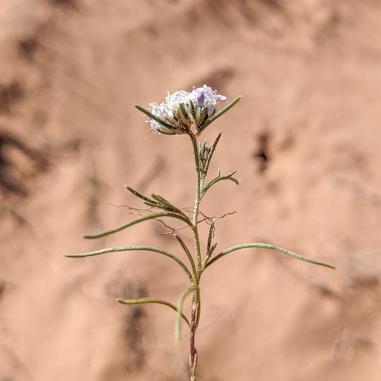 Sanddune ipomopsis: Ipomopsis gunnisonii side view, Goblin Valley State Park, Emery County, Utah, US