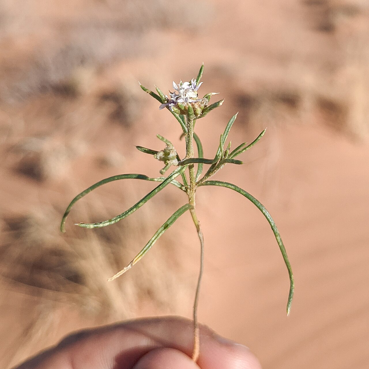 Sanddune ipomopsis: Ipomopsis gunnisonii flowers, Goblin Valley State Park, Emery County, Utah, US