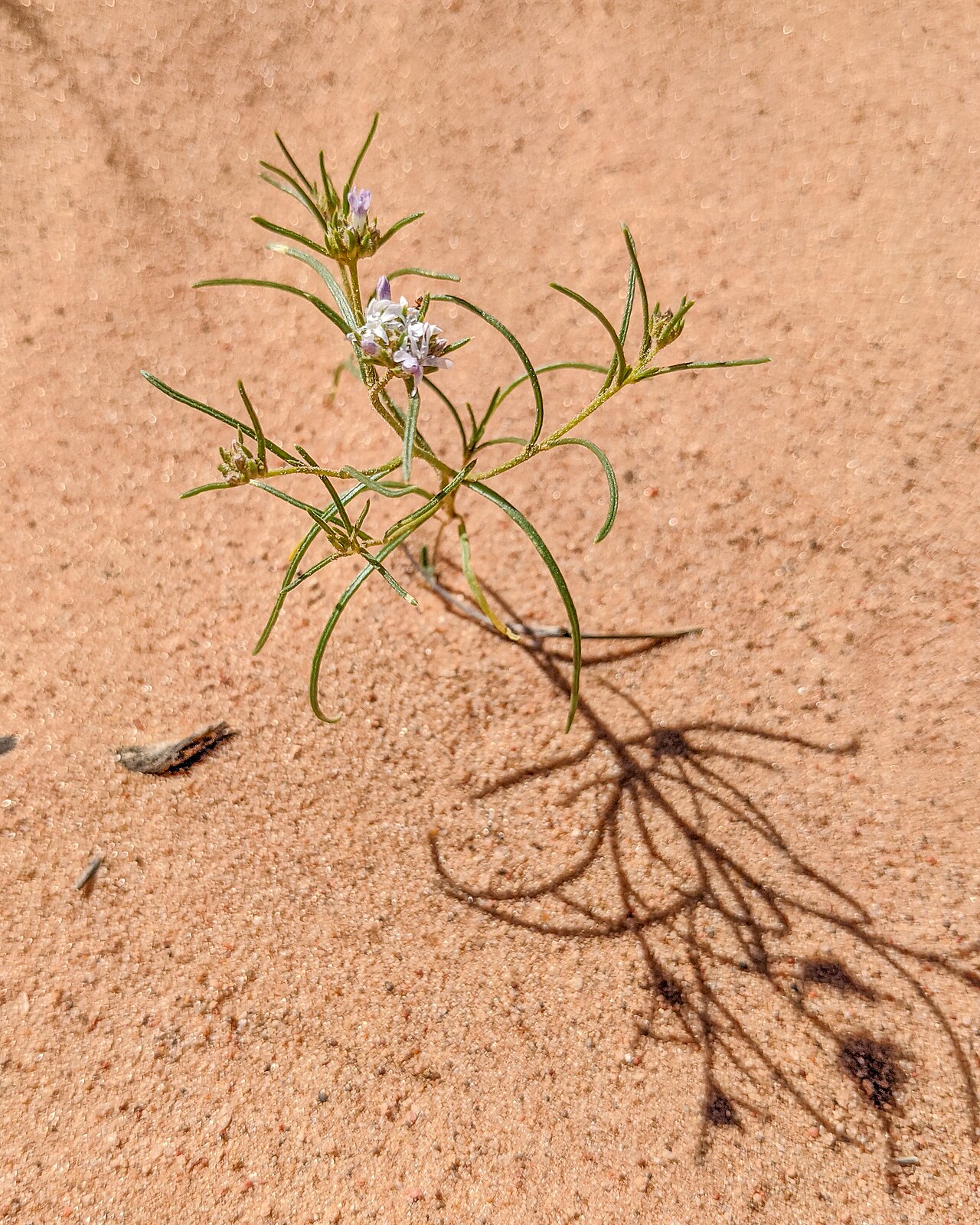 Sanddune ipomopsis: Ipomopsis gunnisonii flowering on sand in Goblin Valley State Park, Emery County, Utah, US