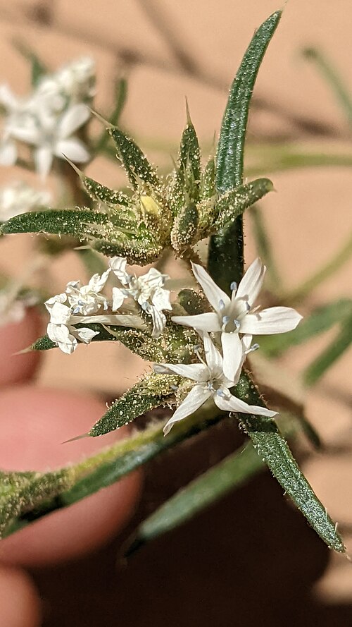 Sanddune ipomopsis: Ipomopsis gunnisonii flowers close up, Paria River Canyon, Vermilion Cliffs National Monument, Coconino County, Arizona, US