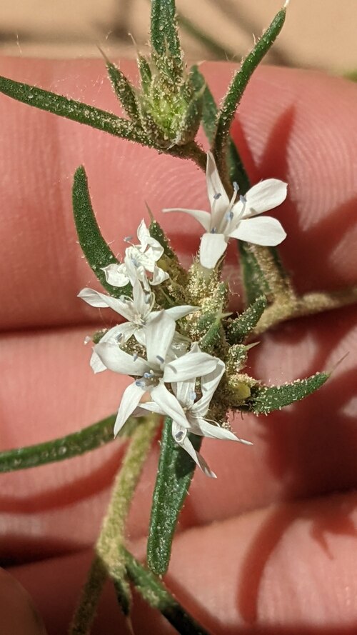 Sanddune ipomopsis: Ipomopsis gunnisonii flowers close up, Paria River Canyon, Vermilion Cliffs National Monument, Coconino County, Arizona, US