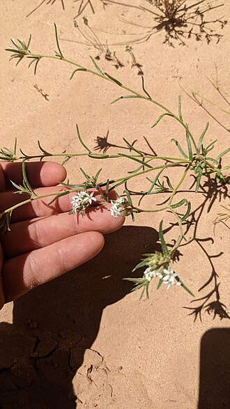 Sanddune ipomopsis: Ipomopsis gunnisonii flowering, Paria River Canyon, Vermilion Cliffs National Monument, Coconino County, Arizona, US