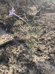 Flaxflowered ipomopsis (Ipomopsis longiflora)
