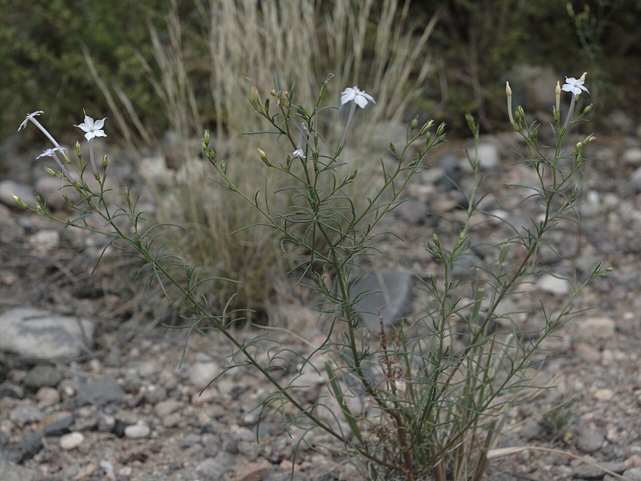 Flaxflowered ipomopsis: Ipomopsis longiflora , long-flowered trumpet gilia, flaxflowered gilia, blue trumpets, etc. Near the Otowi Bridge, San Ildefonso Pueblo, New Mexico. Same plant