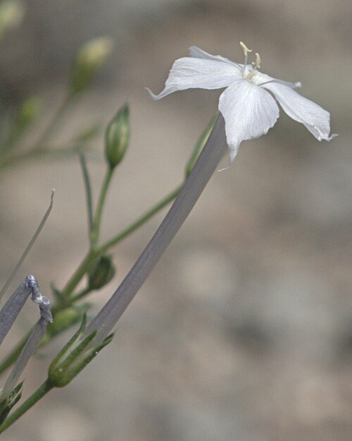 Flaxflowered ipomopsis: Flower of Ipomopsis longiflora , long-flowered trumpet gilia, flaxflowered ipomopsis, blue trumpets, etc. Near the Otowi Bridge, San Ildefonso Pueblo, New Mexic