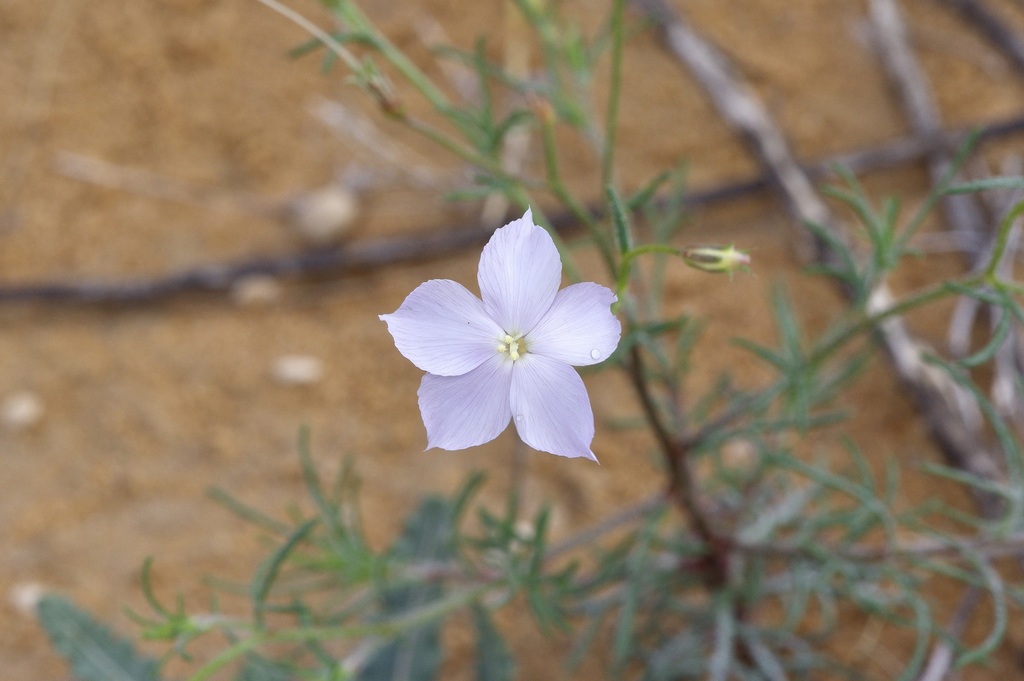 Flaxflowered ipomopsis (Ipomopsis longiflora)