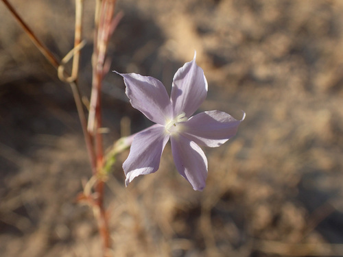 Flaxflowered ipomopsis (Ipomopsis longiflora)