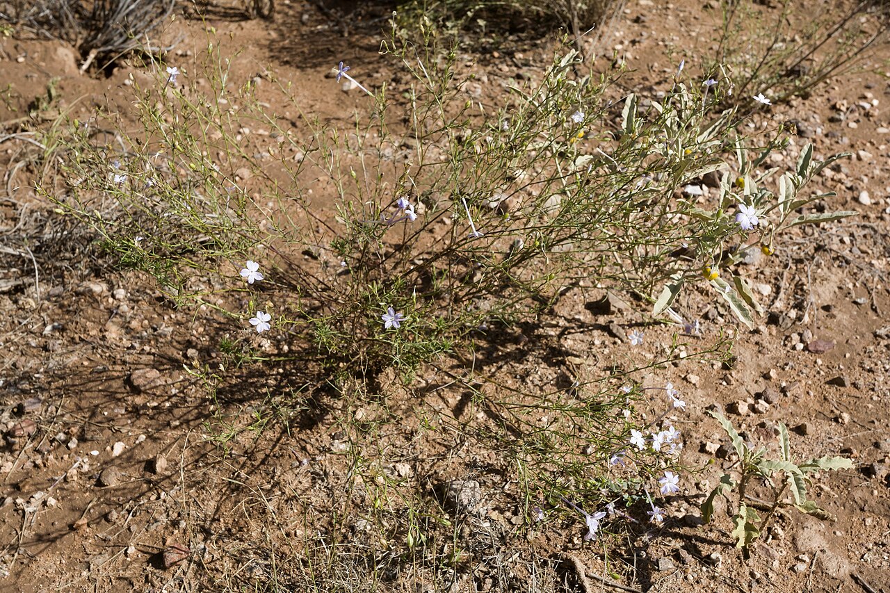 Flaxflowered ipomopsis: Ipomopsis longiflora , northeastern Playas Valley, west-northwest of the Brockman Hills, south-southwest of Pride Hill, 32.08578 -108.57625, Hidalgo County, New