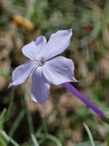 Flaxflowered ipomopsis (Ipomopsis longiflora)