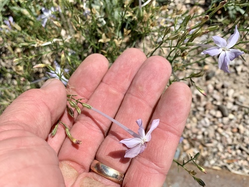 Flaxflowered ipomopsis (Ipomopsis longiflora)