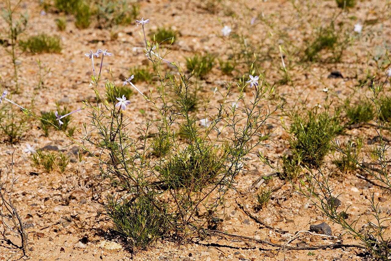 Flaxflowered ipomopsis: Ipomopsis longiflora , site 10, ca. 32.116, -108.931, Hidalgo County, New Mexico, 18 Aug 2010.