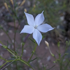 Flaxflowered ipomopsis (Ipomopsis longiflora)