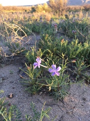 Flaxflowered ipomopsis (Ipomopsis longiflora)