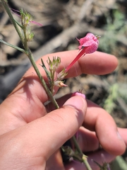 Longtube ipomopsis (Ipomopsis macrosiphon)