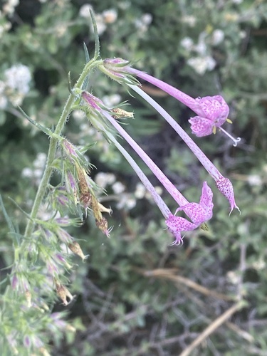 Longtube ipomopsis (Ipomopsis macrosiphon)
