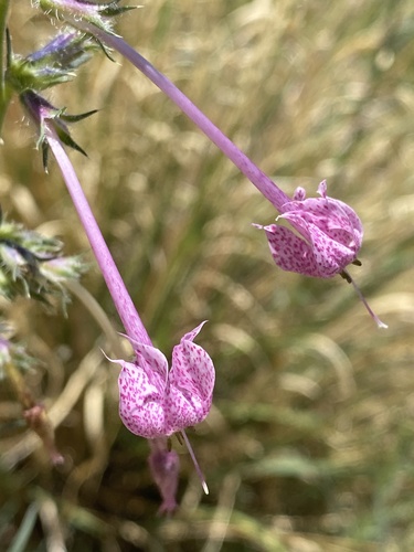 Longtube ipomopsis (Ipomopsis macrosiphon)