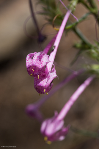 Longtube ipomopsis (Ipomopsis macrosiphon)