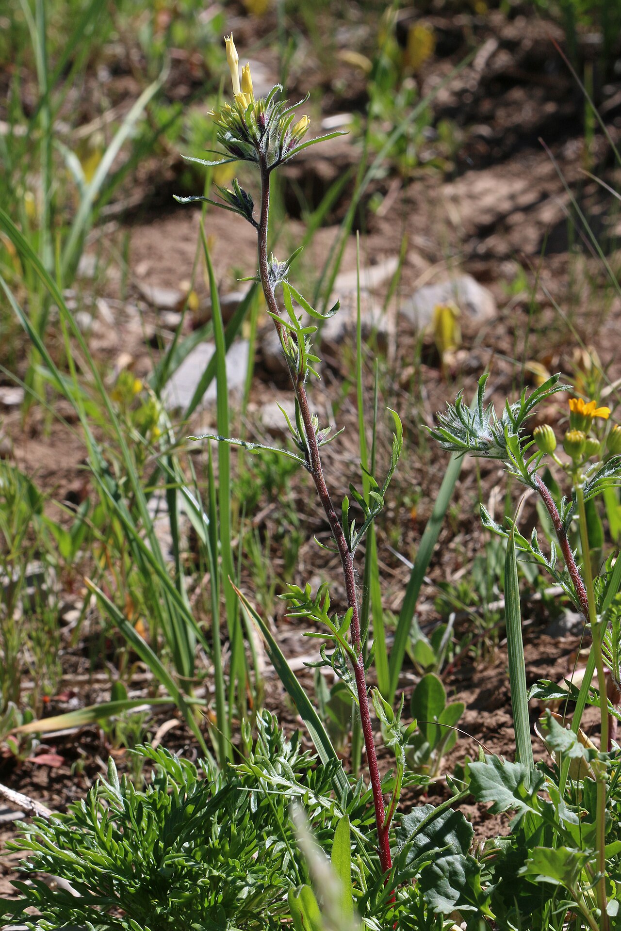 Longtube ipomopsis: Longtube ipomopsis (Ipomopsis macrosiphon syn. Gilia aggregata var. macrosiphon), Phlox family (Polemoniaceae). Uinta-Wasatch-Cache National Forest, along State