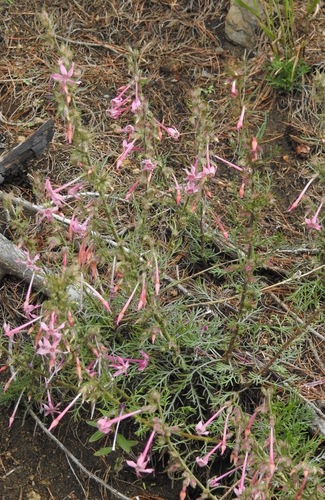 Longtube ipomopsis (Ipomopsis macrosiphon)
